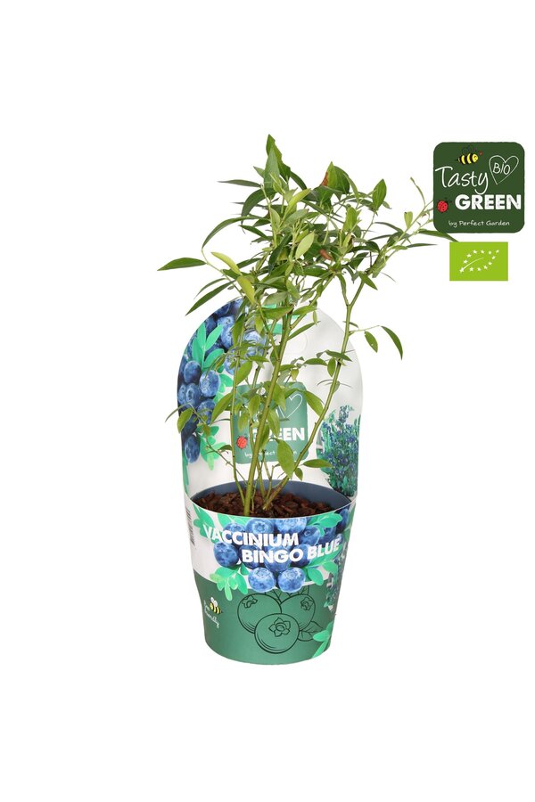 Vaccinium Bingo Blue Bio P14