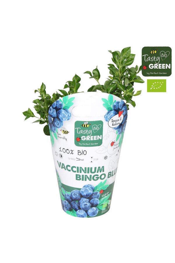 Vaccinium Bingo Blue Bio P14