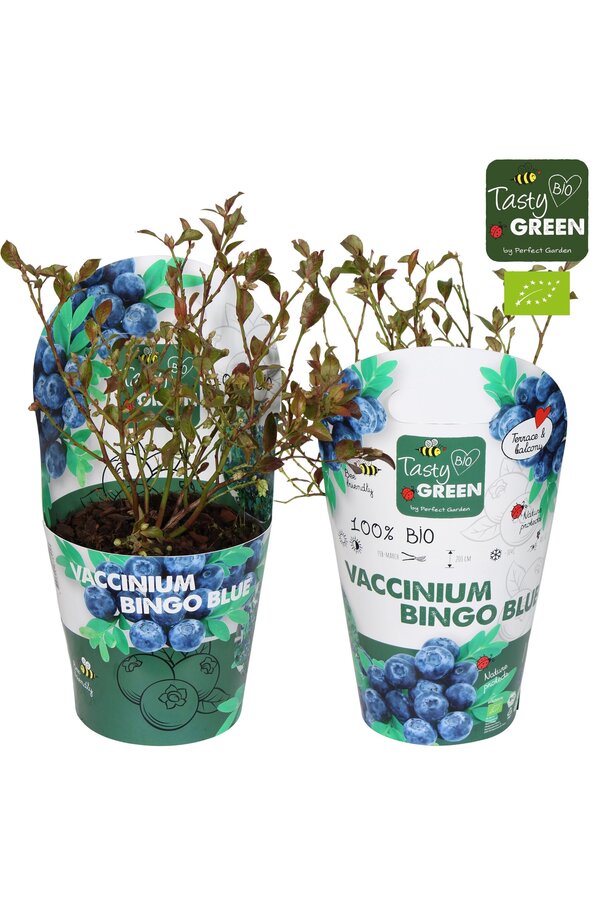 Vaccinium Bingo Blue Bio P14