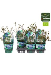 Vaccinium Bingo Blue Bio P14