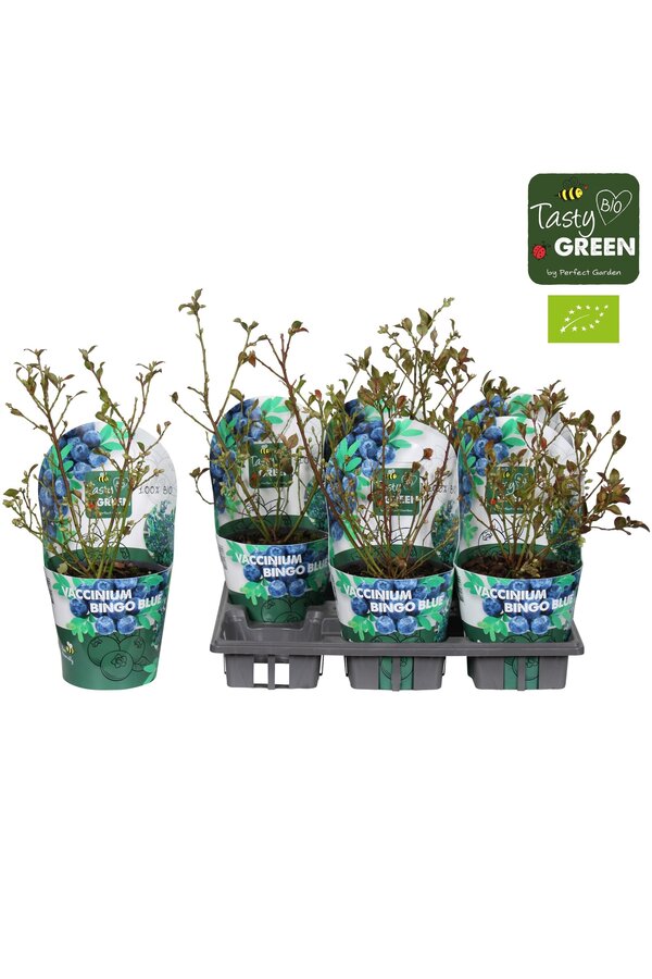 Vaccinium Bingo Blue Bio P14