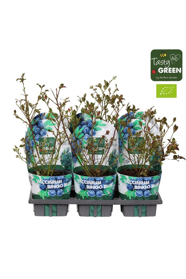 Vaccinium Bingo Blue Bio P14