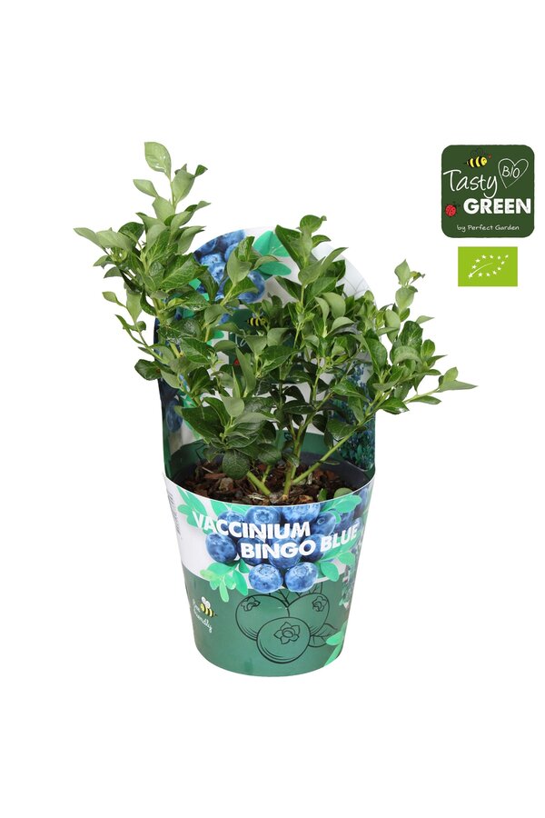 Vaccinium Bingo Blue Bio P14