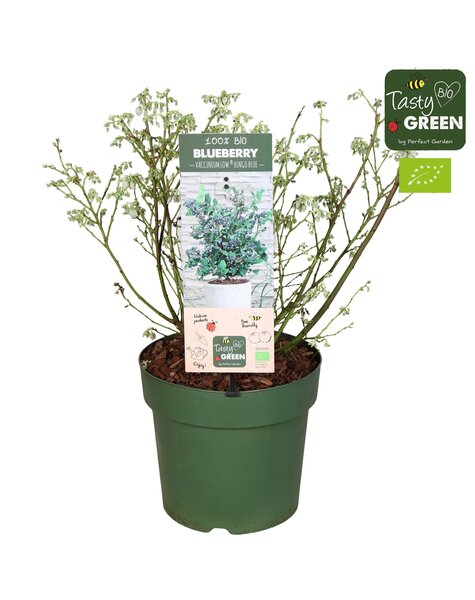 Vaccinium Bingo Blue Patio Bio P23