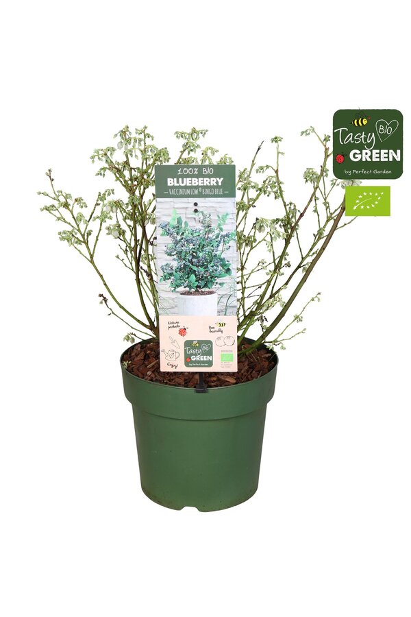 Vaccinium Bingo Blue Patio Bio P23