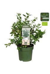 Vaccinium Bingo Blue Patio Bio P23