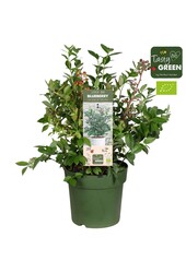 Vaccinium Bingo Blue Patio Bio P23