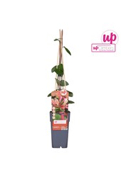 Lonicera periclymenum Belgica P15