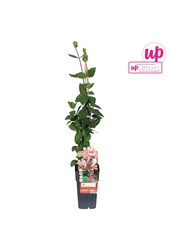 Lonicera periclymenum Belgica P15