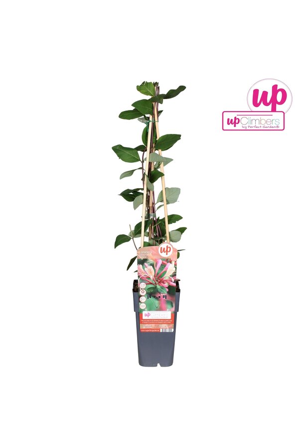 Lonicera periclymenum Belgica P15