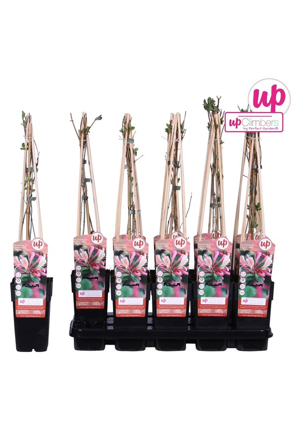 Lonicera periclymenum Belgica P15