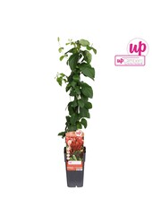 Lonicera periclymenum Belgica P15