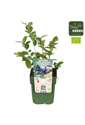 Vaccinium corymbosum Blue Dessert® Bio P13