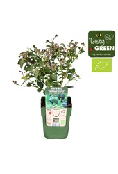 Vaccinium corymbosum Bingo Blue Bio P13