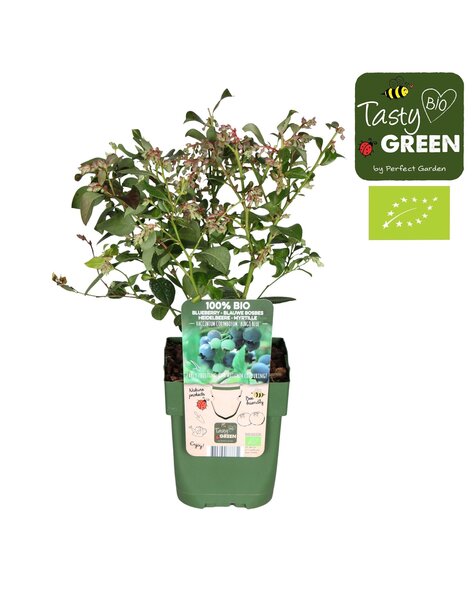 Vaccinium corymbosum Bingo Blue Bio P13