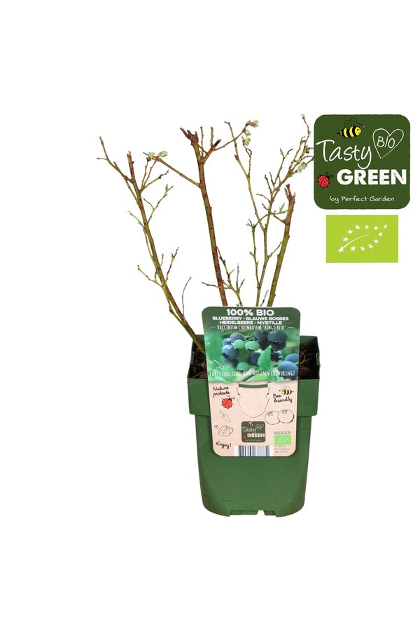 Vaccinium corymbosum Bingo Blue Bio P13