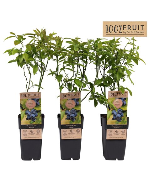 Vaccinium corymbosum Patriot P15