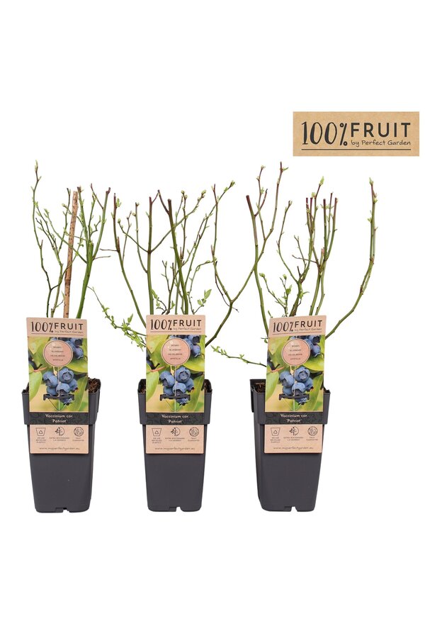 Vaccinium corymbosum Patriot P15