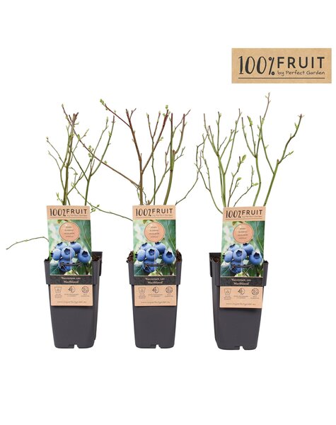 Vaccinium Northland P15