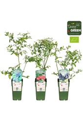 Vaccinium Mischung niedrig bio P15