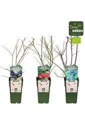 Vaccinium Mischung niedrig bio P15