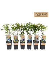 Vaccinium corymbosum Mix-Tray P15