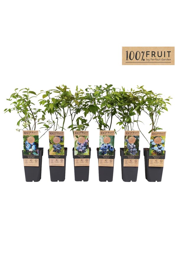 Vaccinium corymbosum Mix-Tray P15