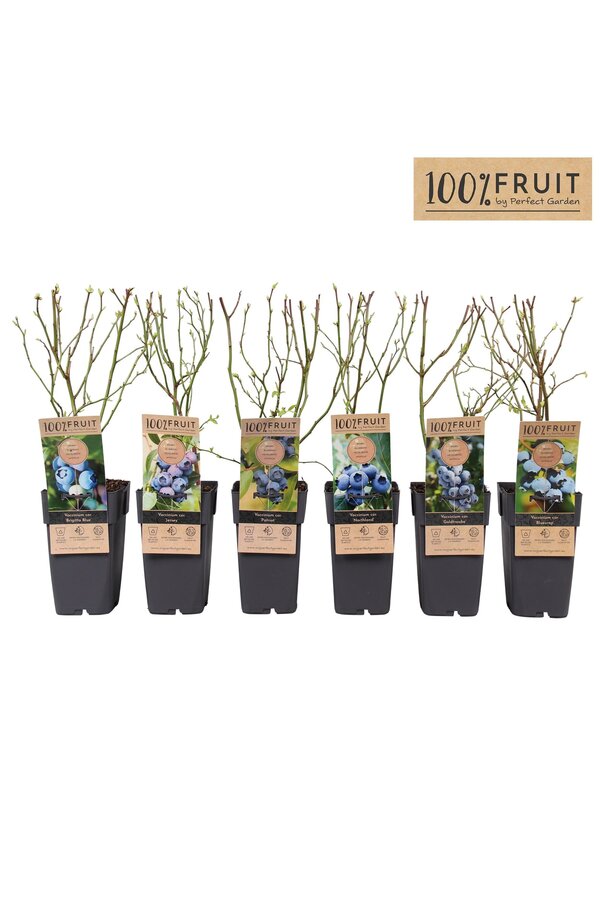 Vaccinium corymbosum Mix-Tray P15