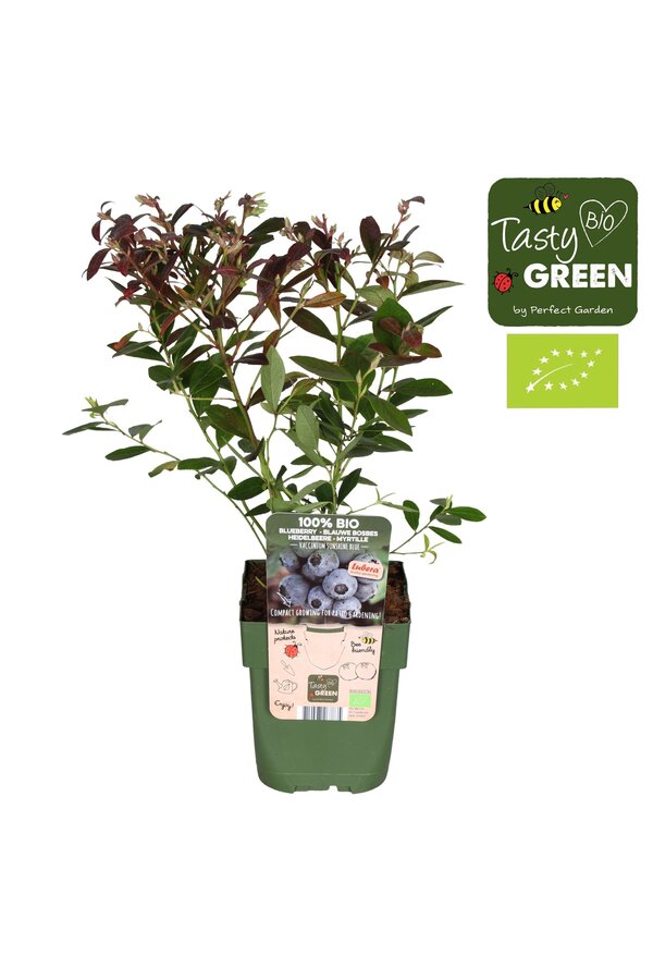 Vaccinium Sunshine Blue Bio P13