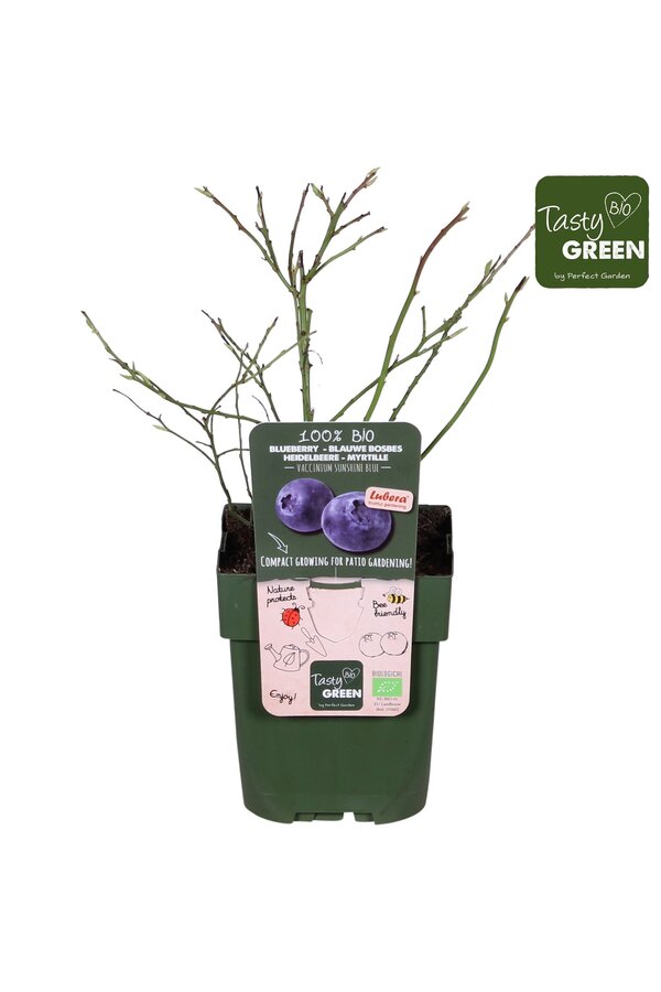 Vaccinium Sunshine Blue Bio P13