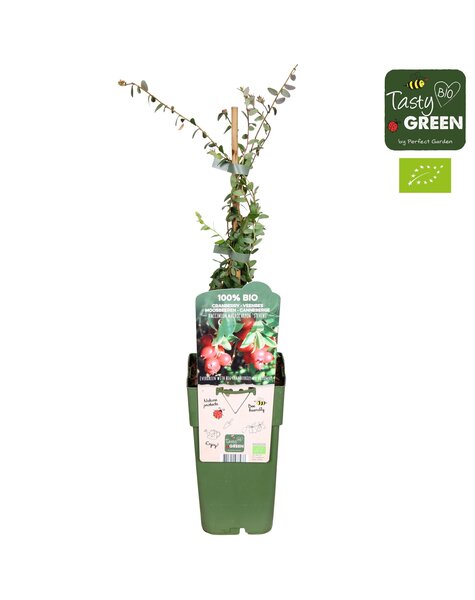 Vaccinium macrocarpon Stevens Bio P15