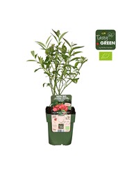 Vaccinium Pink Lemonade® Bio P13