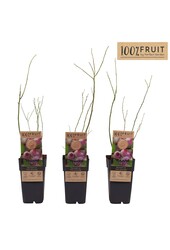 Vaccinium Pink Lemonade® P15