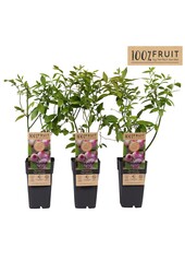 Vaccinium Pink Lemonade® P15