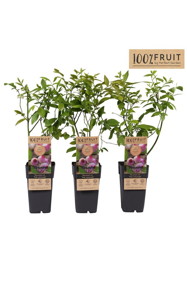 Vaccinium Pink Lemonade® P15