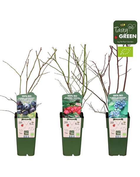 Vaccinium Mix-Tray Bio P15