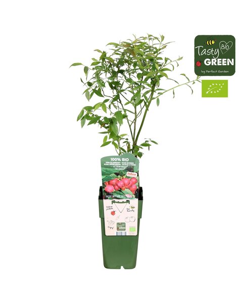 Vaccinium Pink Lemonade® Bio P15