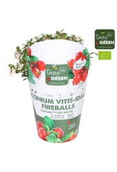 Vaccinium vitis-idea Fireballs Bio P14