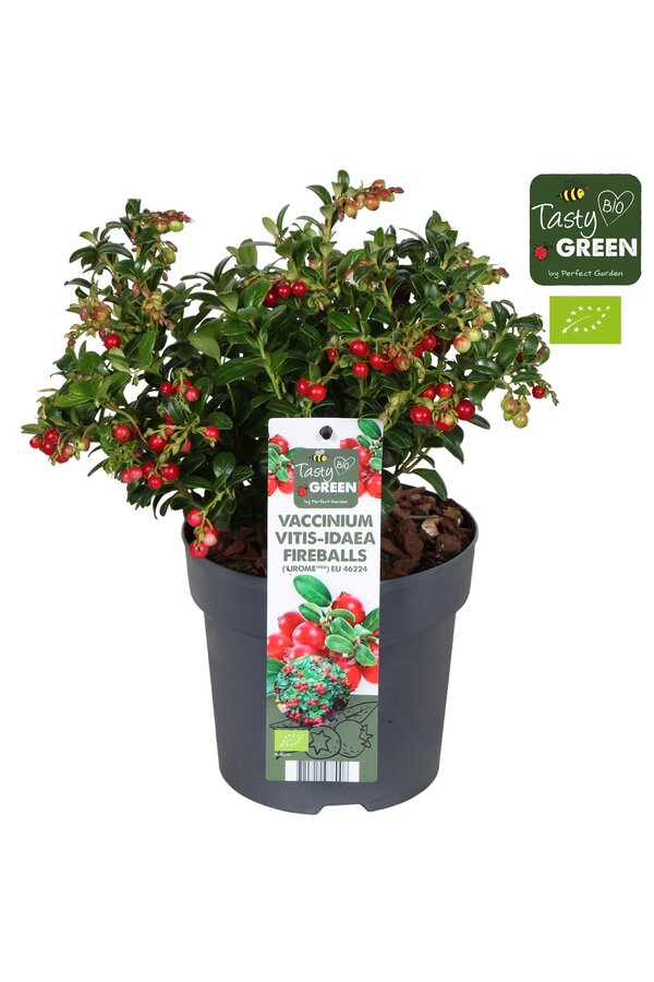 Vaccinium vitis-idea Fireballs Bio P14