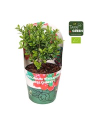 Vaccinium vitis-idea Fireballs Bio P14