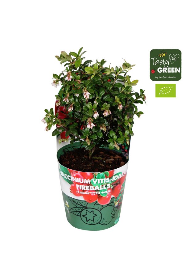 Vaccinium vitis-idea Fireballs Bio P14