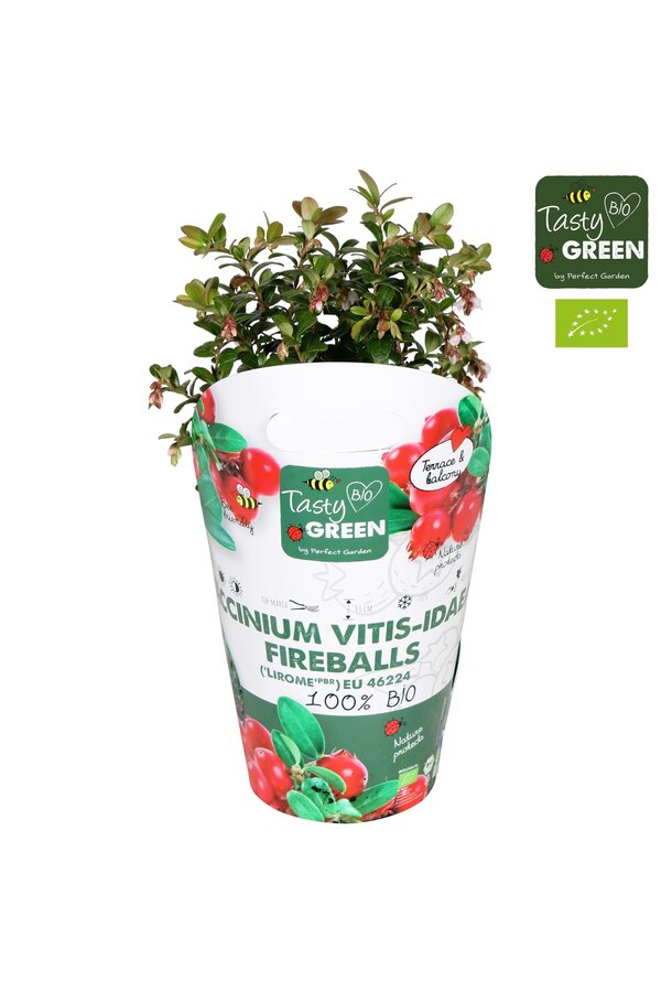 Vaccinium vitis-idea Fireballs Bio P14