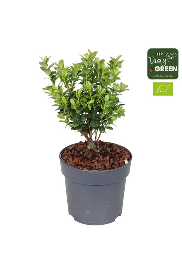 Vaccinium vitis-idea Fireballs Bio P14