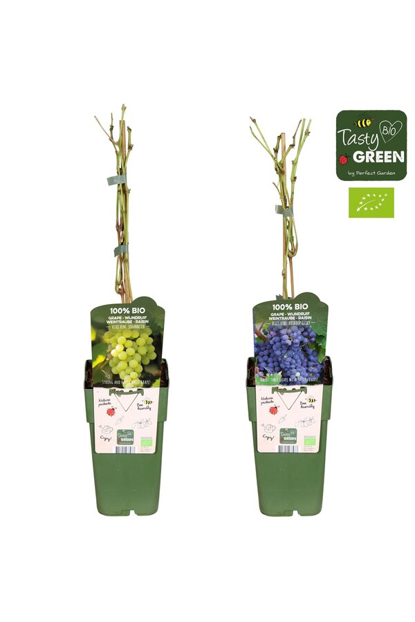 Vitis Mix niedrig Bio P15