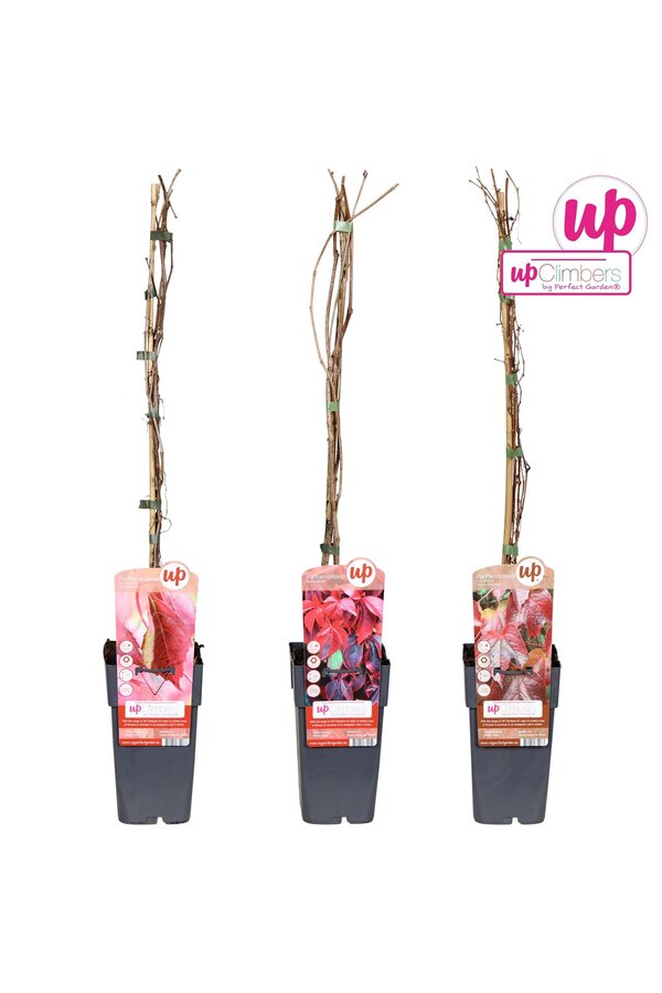 Parthenocissus Mix-Schale P15