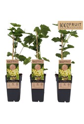 Vitis Muscat of Alexandria P15