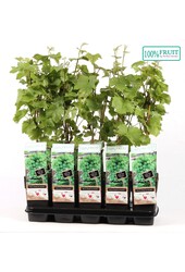 Vitis Muscat of Alexandria P15