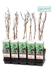 Vitis Muscat of Alexandria P15