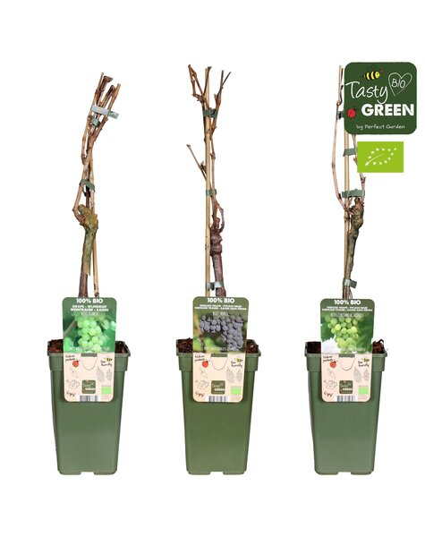 Vitis Mix-Tray Bio P19