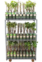Vitis Mix-Tray Bio P19
